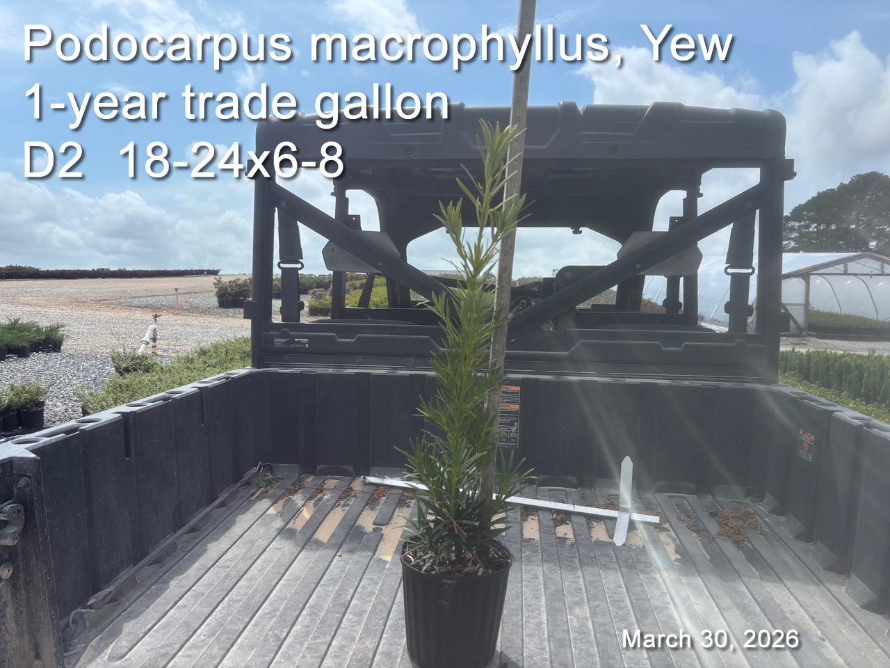 gallery/yew1yt d2 mar30.jpg